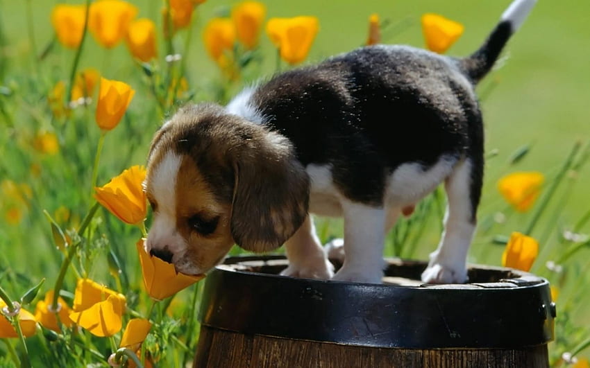 Barrel Of Puppy, Animals, Beagle, Barrel, Dogs, Flowers, Puppy HD wallpaper