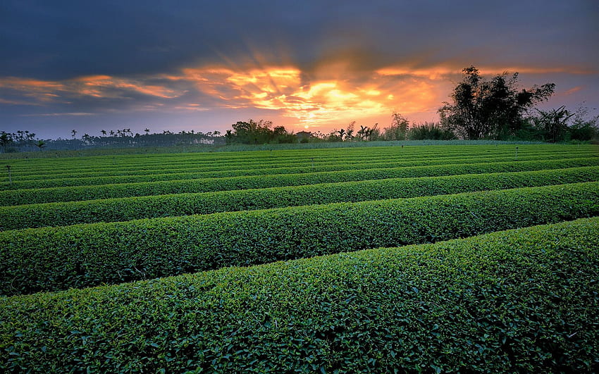 Row Crop Background. Crop , Crop Farm and Crop Circles, Crop Field HD wallpaper