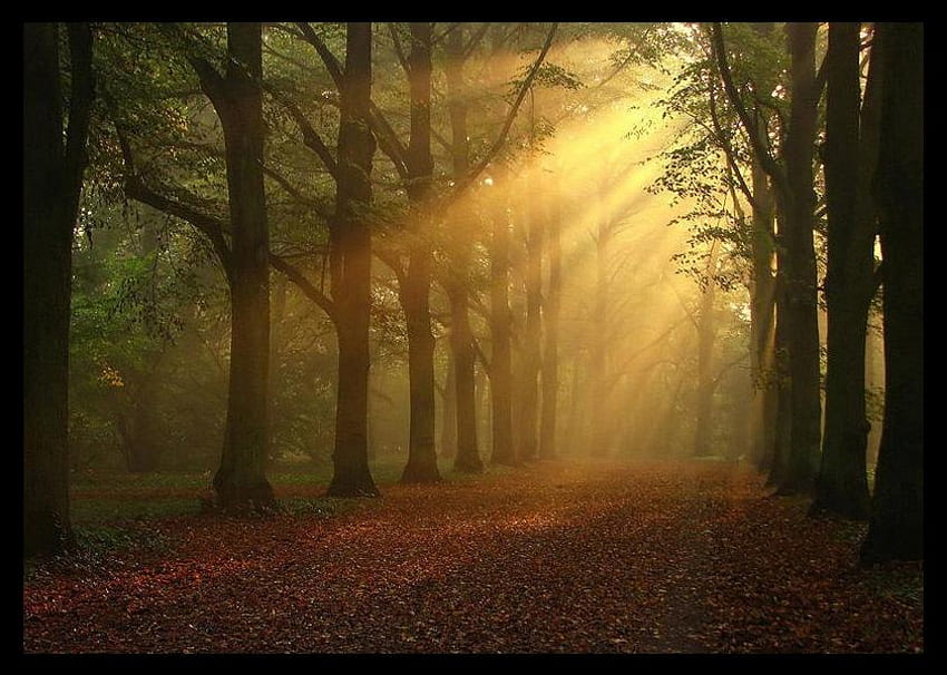RAYS OF LIGHT, rays, sunlight, light, path, trees HD wallpaper