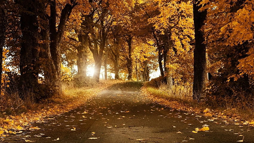 Golden motif, golden, brown, leaves, path, trees, autumn, road, nature HD wallpaper