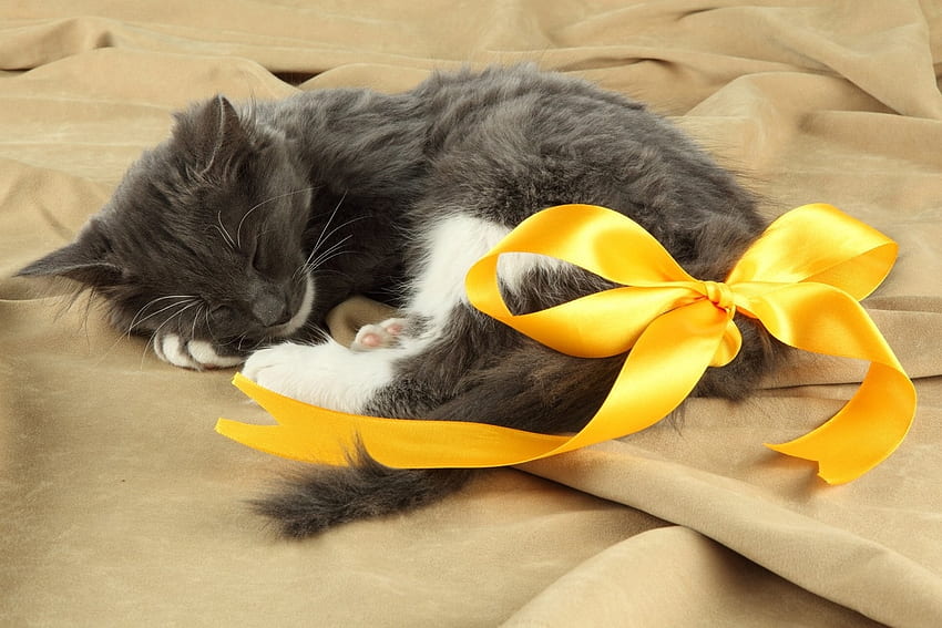 kitten with yellow ribbon, kitten, animals, yellow, ribbon, cats HD wallpaper
