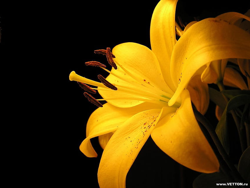 Elle va adorer, jaune, fleur Fond d'écran HD