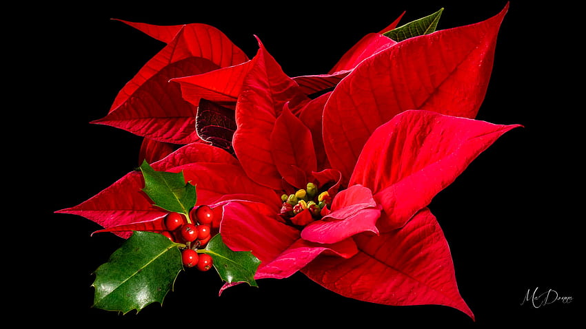 Poinsetta & Holly, flower, Feliz Navidad, poinsetta, Christmas, berries, holly HD wallpaper