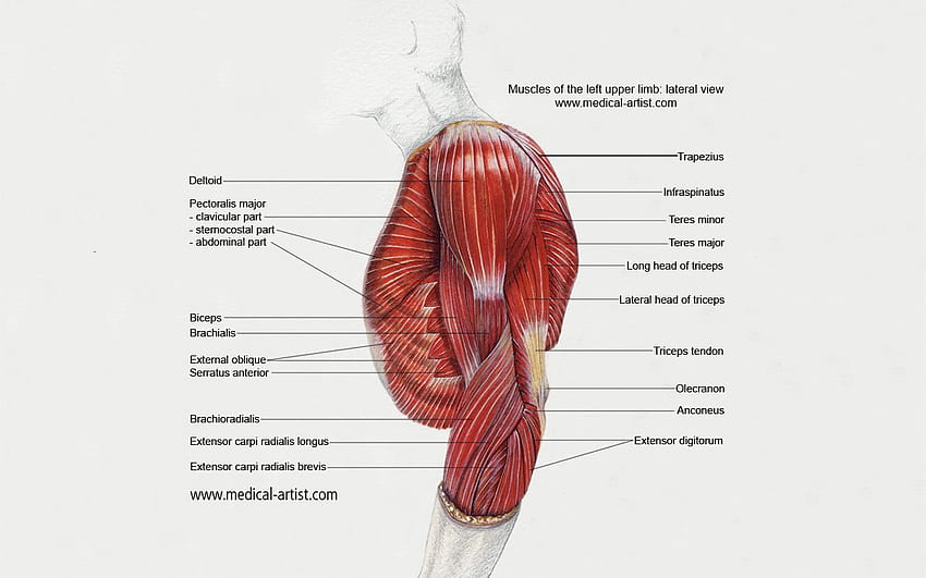 di Medicina per pc - complete, Anatomia medica Sfondo HD