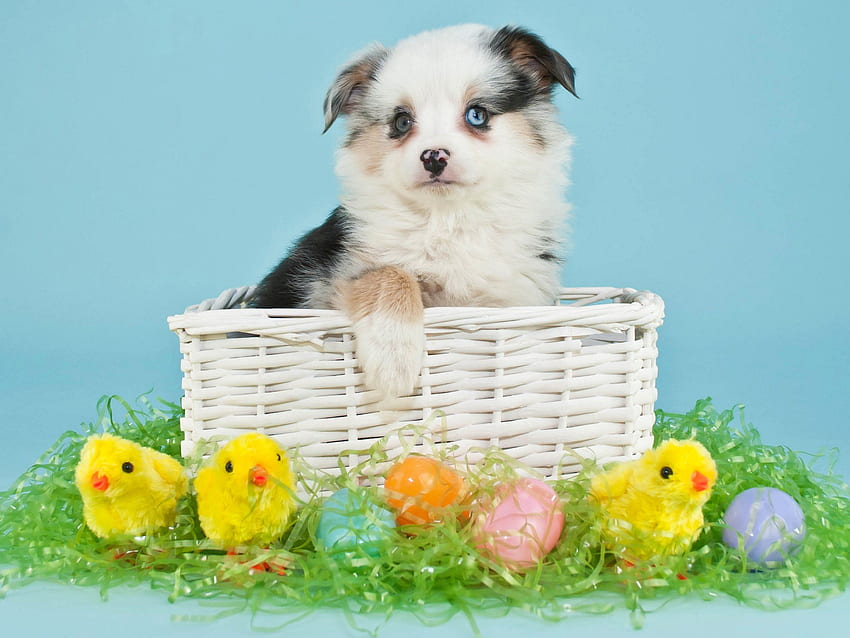 dogs, Holidays, Easter, Chickens, Puppy, Wicker, Basket, Eggs, Animals / and Mobile Background HD wallpaper