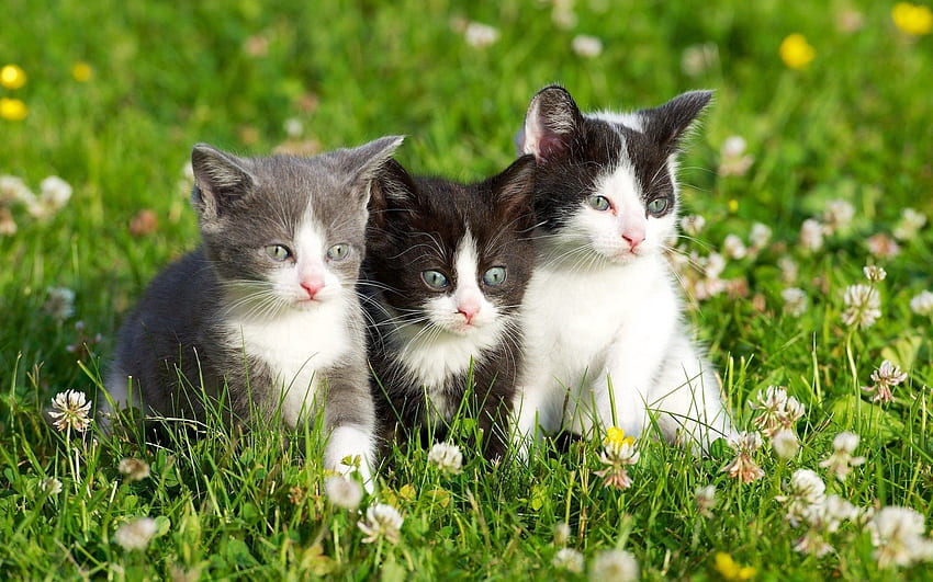 Tiere, Gras, Gefleckt, Drei, Kätzchen HD-Hintergrundbild