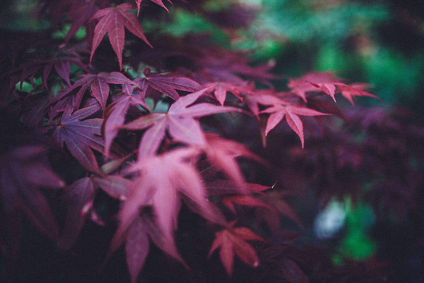 Nature, Leaves, Blur, Smooth, Branches, Burgundy, Vinous HD wallpaper
