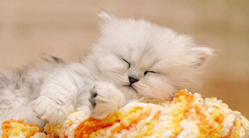 Anak kucing tidur yang menggemaskan, manis, anak kucing, imut, kucing Wallpaper HD