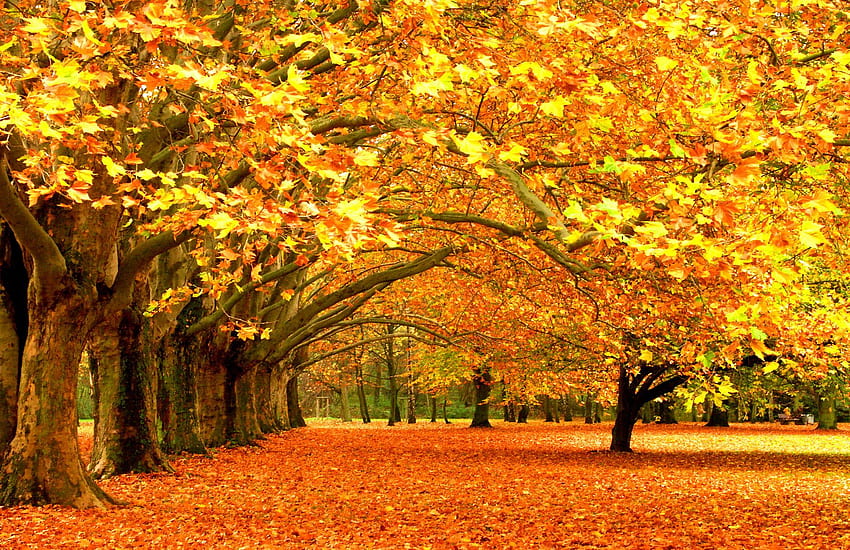 Autumn Page 0, Minnesota Autumn HD wallpaper | Pxfuel