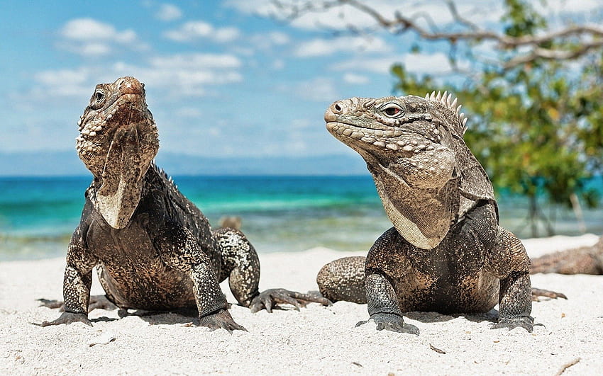 동물, 커플, 쌍, 파충류, 이구아나, Iguanas HD 월페이퍼