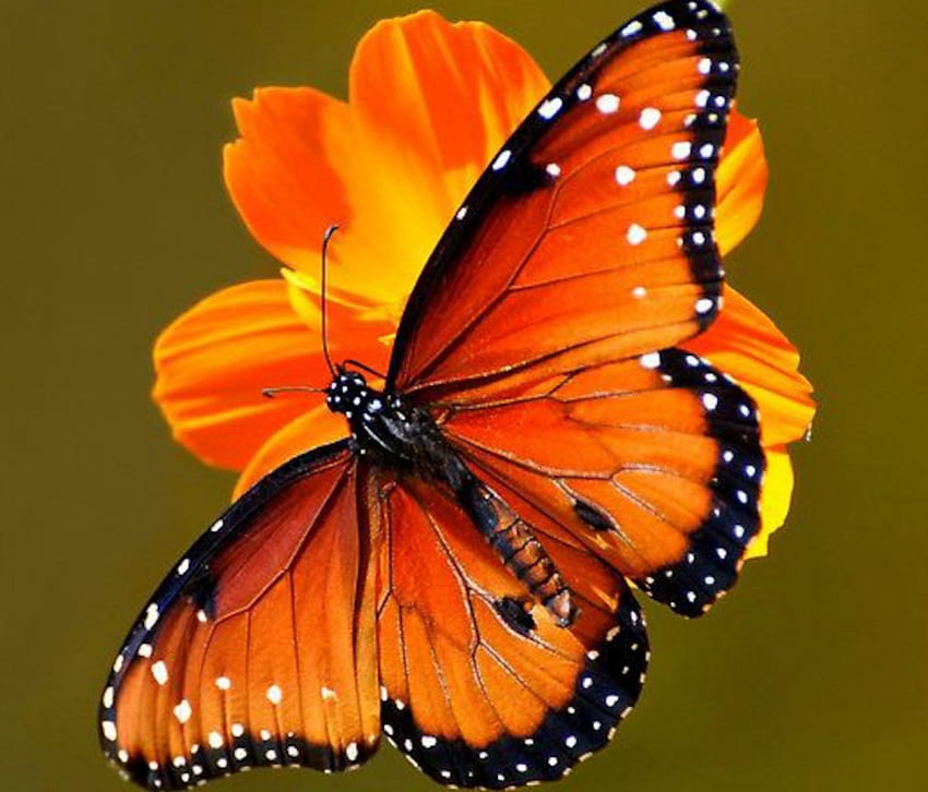 Queen Butterfly on Flower, zwierzę, motyl, owady, kwiaty, królowa Tapeta HD