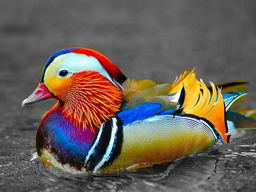 colorful, single, duck, lovely HD wallpaper