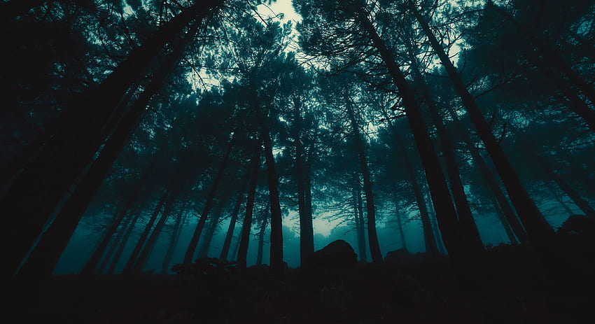 Trees, Dark, Forest, Fog, Evening HD wallpaper