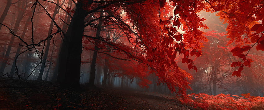 Red Leaves [] - 数人がこれを要求しているのを見ました: ワイドスクリーン。 木、森、自然、3440X1440秋 高画質の壁紙