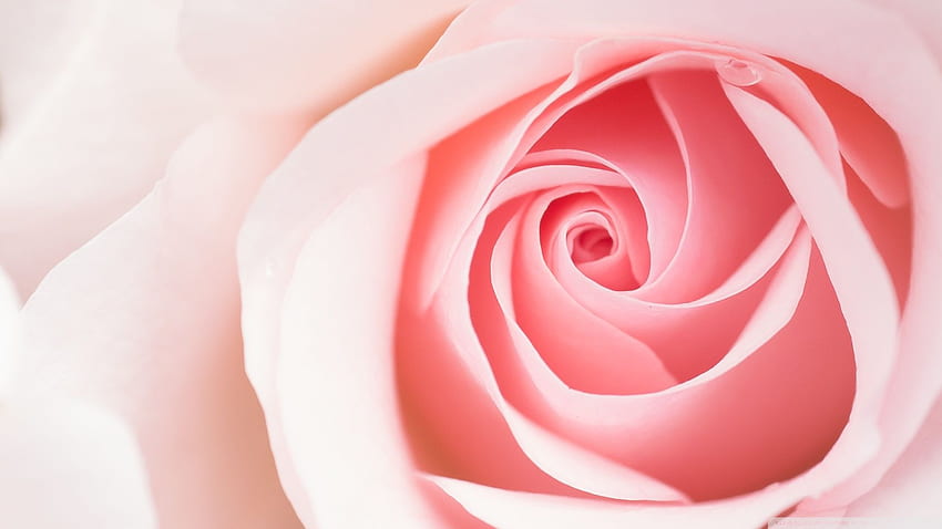 Piękny jasnoróżowy kwiat róży Makro Ultra tło dla telewizora U: panoramiczny i ultraszeroki i laptop: tablet: smartfon, pastelowy różowy kwiat Tapeta HD