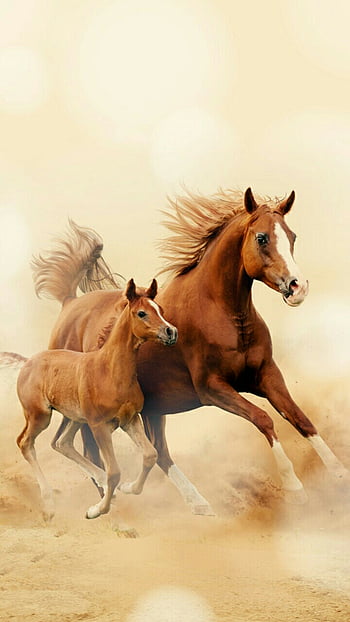 Running horse mobile HD wallpapers | Pxfuel