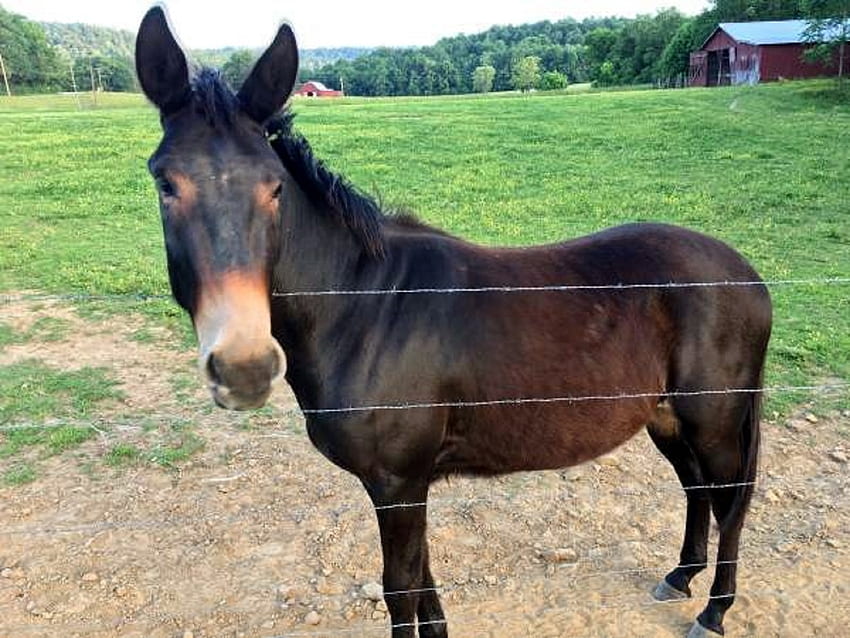 Castrato mulo di 2 anni, rurale, Tennessee, cavalli, mulo Sfondo HD