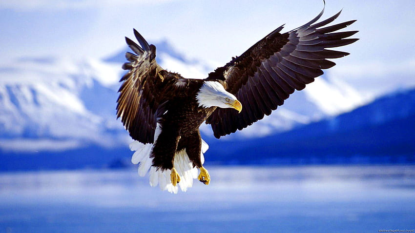 Bald eagle, Cute Eagle HD wallpaper | Pxfuel