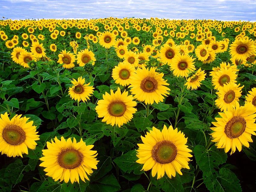 Слънчогледи, поле, жълто, цвете, природа, слънчоглед HD тапет