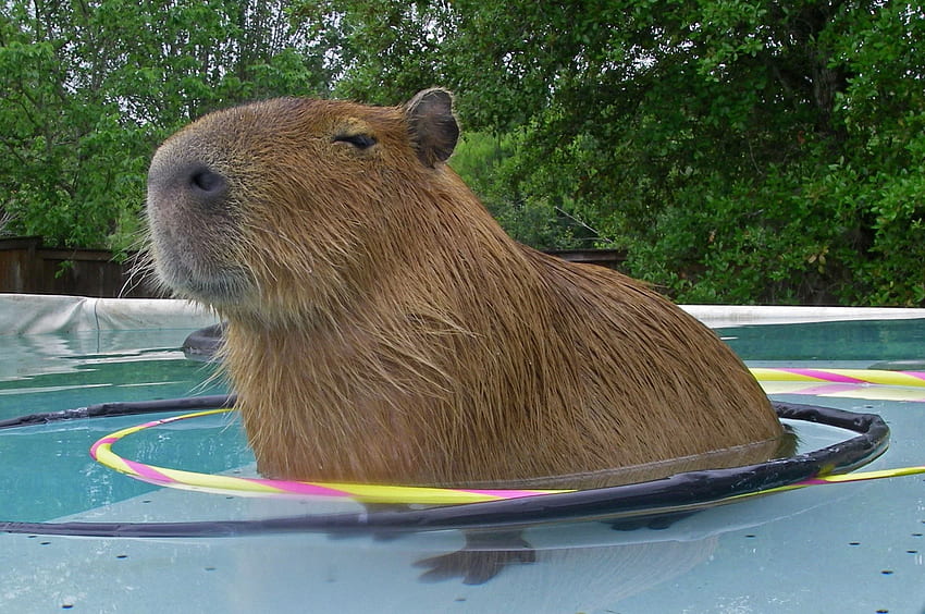 Capybara, Cute Capybara HD wallpaper
