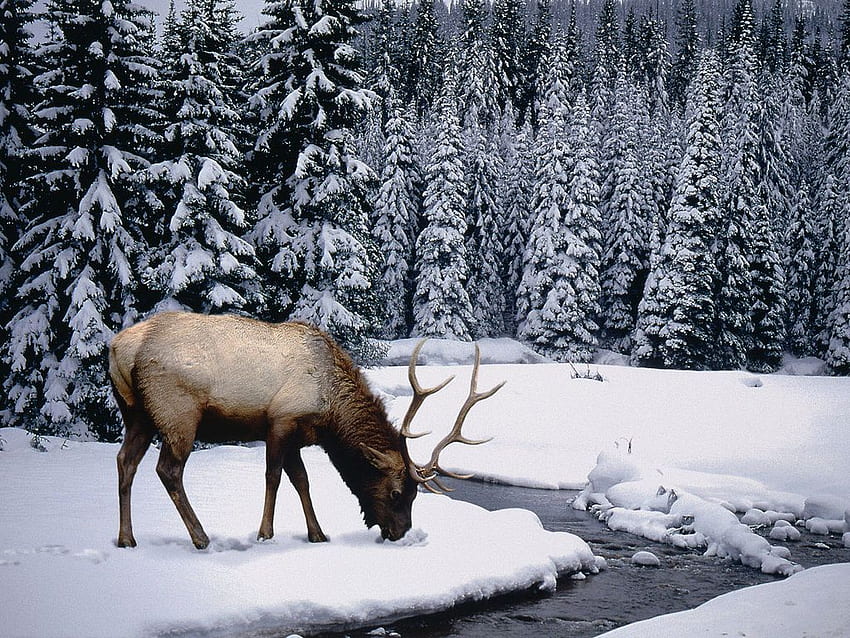 Wild animals. Winter scenes to paint. Winter, Animals Nature Winter HD  wallpaper | Pxfuel