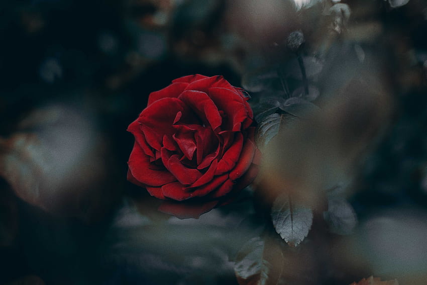 Flowers, Rose Flower, Rose, Bud, Blur, Smooth HD wallpaper