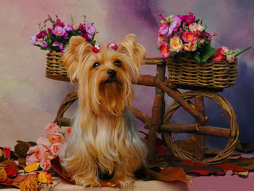 Куче и цветя, сладко, куче, кошница, цветно, кученце, сладко, очарователно, цветя HD тапет