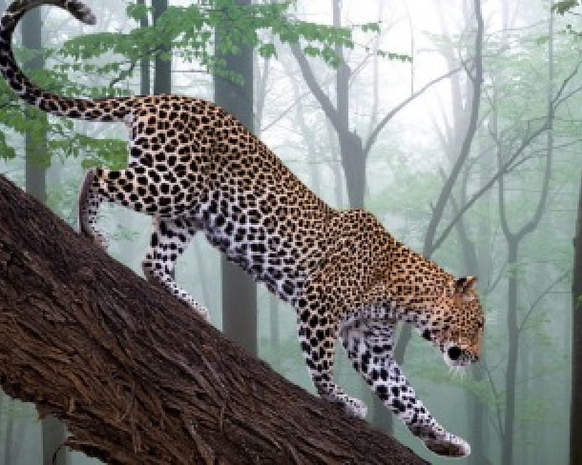 Macan tutul di hutan, hutan, macan tutul, kehidupan liar, kucing besar Wallpaper HD