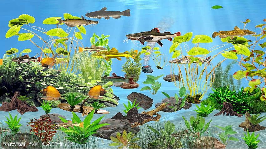 Live River of Catfish . Marine aquarium, Tropical aquarium, Aquarium HD wallpaper