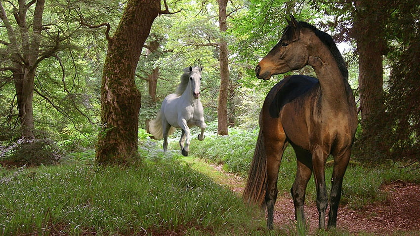 Kuda, hewan, alam, liar Wallpaper HD