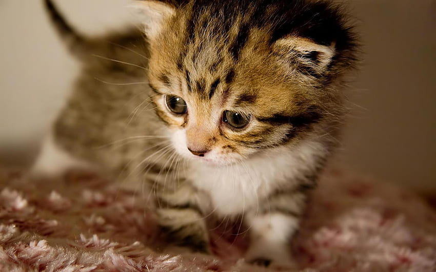 Cute newborn kittens HD wallpapers | Pxfuel