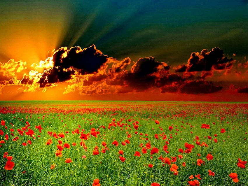 sunset over poppy flowers, sky, nature, flowers, sunsets HD wallpaper