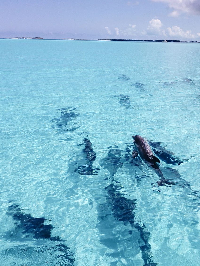 Bucket list: swim with dolphins HD phone wallpaper