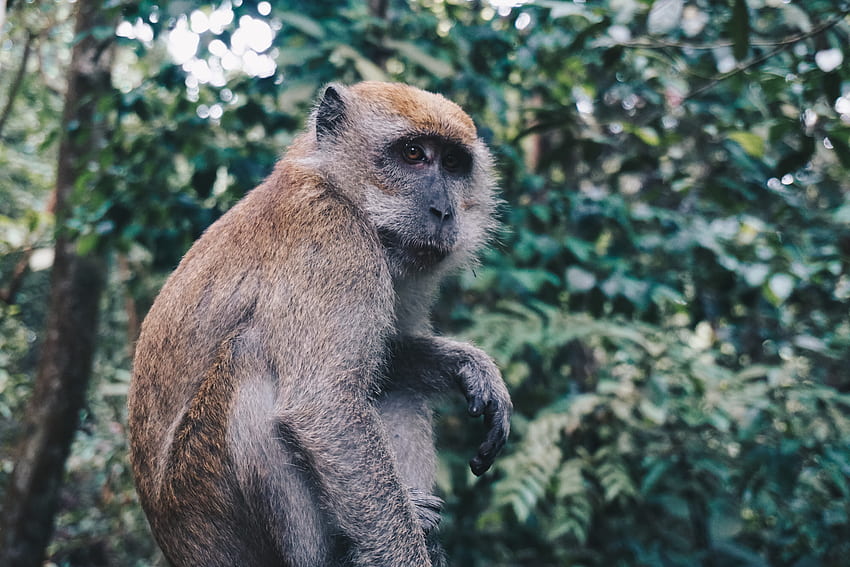 Tiere, Affe, sitzt, sitzt, Primat HD-Hintergrundbild