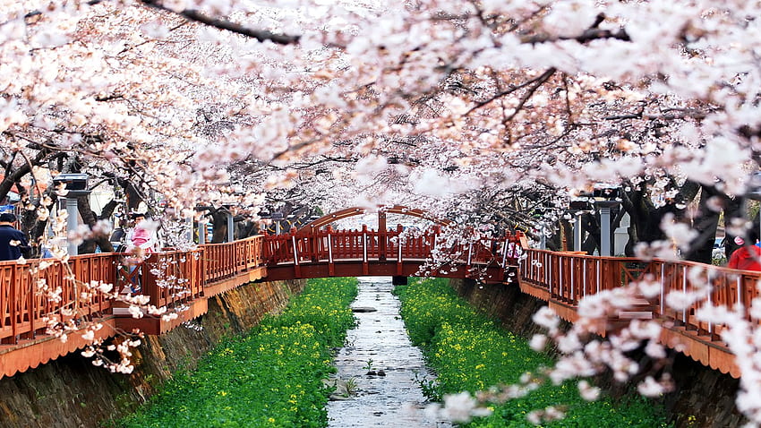 ดอกซากุระเกาหลี ฤดูใบไม้ผลิของเกาหลี วอลล์เปเปอร์ HD