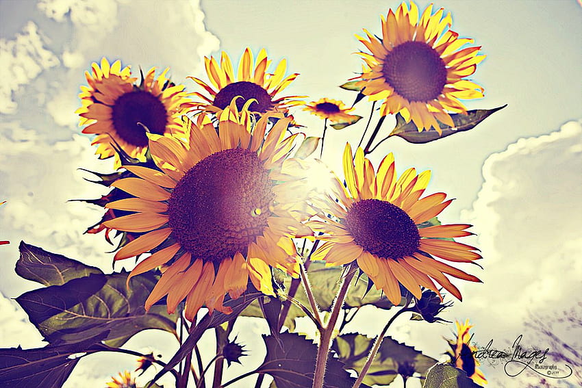 Graphy vintage sunflower HD wallpapers | Pxfuel