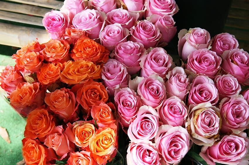 : płatek, czerwony, florystyka, floribunda, kolor różowy, roślina kwitnąca, róże ogrodowe, rodzina róża, bukiet kwiatów, kwiaty cięte, kwiatowy wzór, roślina lądowa, układania kwiatów - 1331338 - stock Tapeta HD