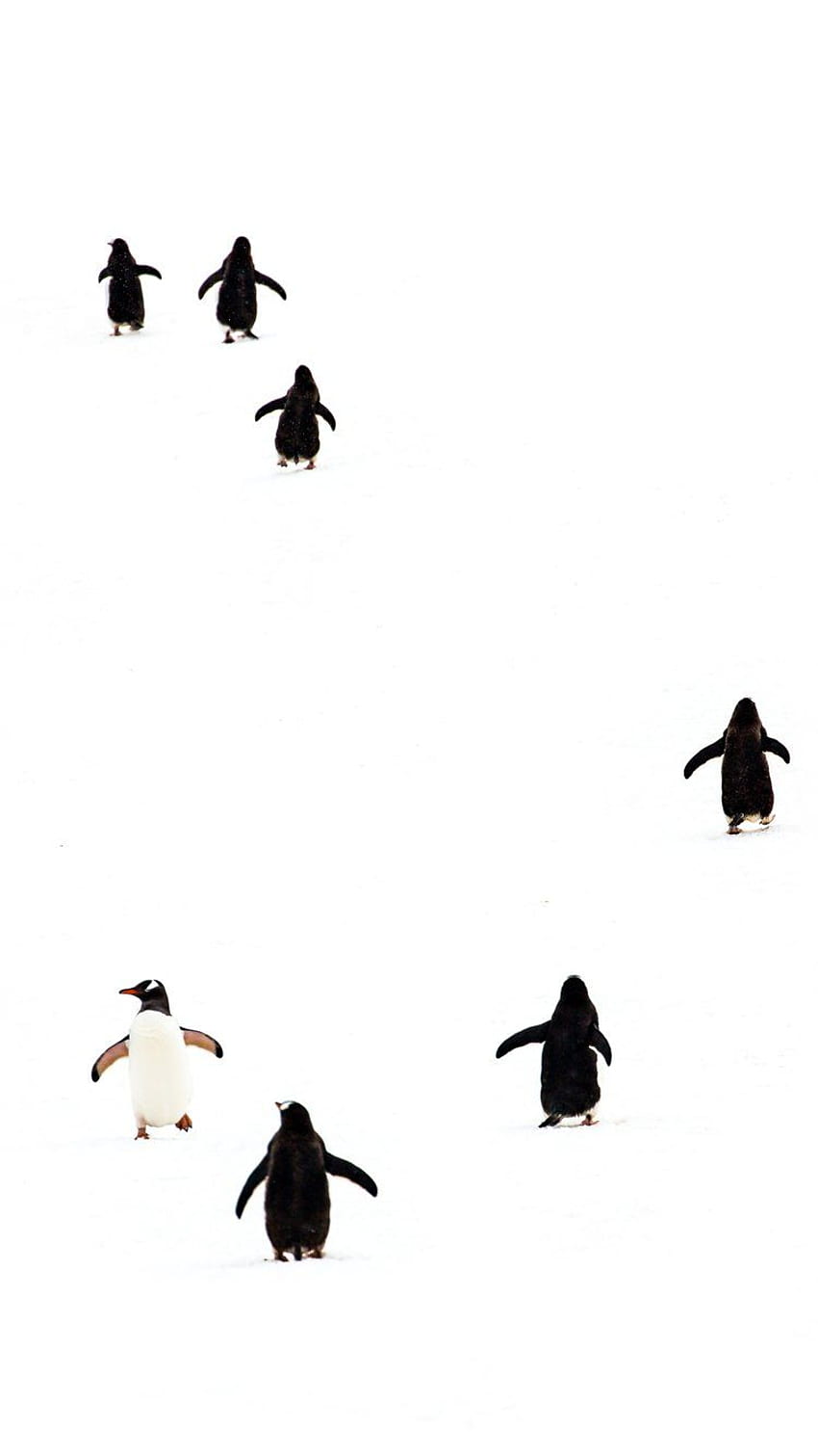 Adelie Penguin Mobile, Antarctica HD phone wallpaper