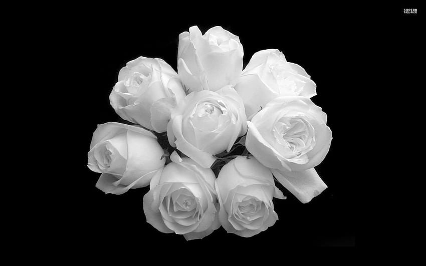 Aesthetic Black And White Roses - Largest Portal, Black and White Rose Flower HD wallpaper