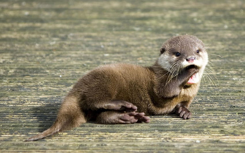 Cute Otters Background [] for your , Mobile & Tablet. Explore Cute ...