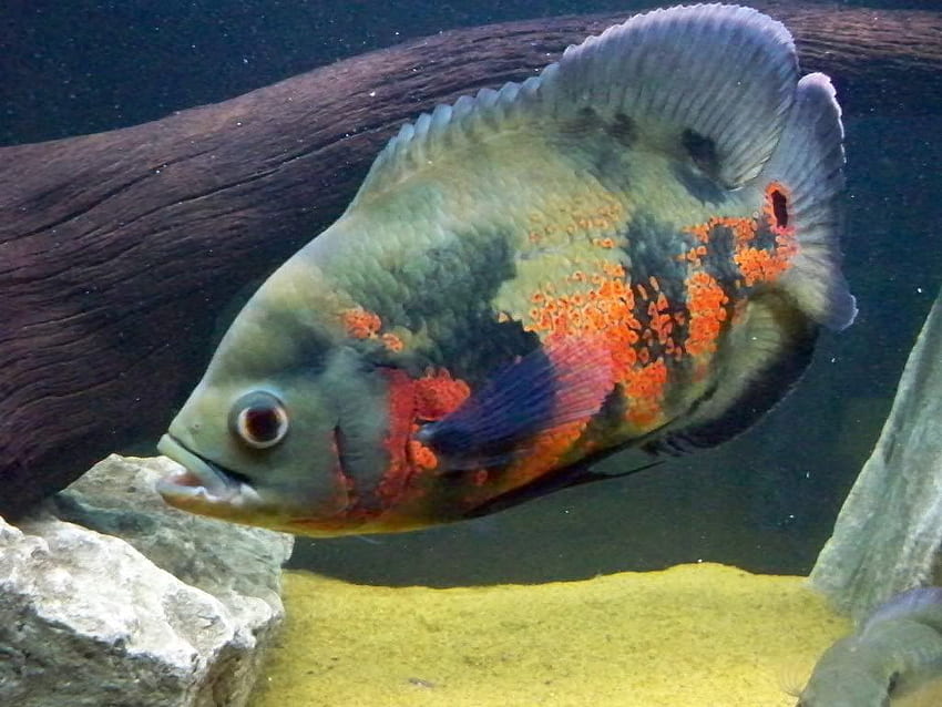 Oscar fish swims and . Cute Oscar fish swims HD wallpaper