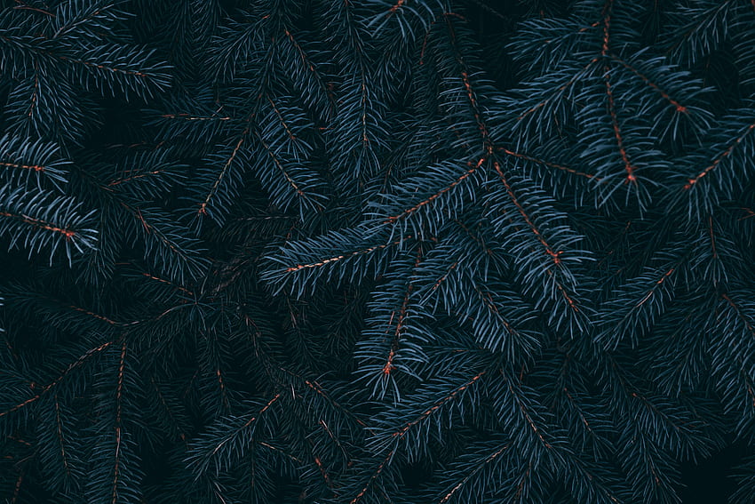 Pine, Plant, Macro, Branch, Needles HD wallpaper
