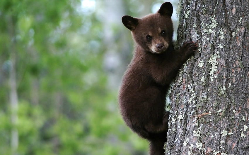 Cute Bear, Bear, Forest, Wild, Animal HD wallpaper