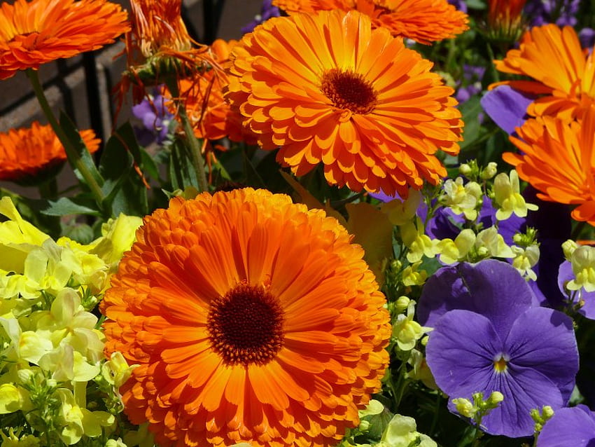 Una composizione floreale brillante, viola, fiori, arancio, petali Sfondo HD