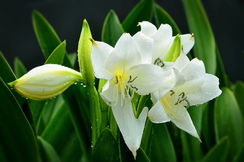 흰 백합, 흰색, 아름다운, 아름다움, 좋은, 향기, 잎, 예쁜, 녹색, 푸른 잎, 자연, 꽃, 향기, 백합, 사랑스러운 HD 월페이퍼