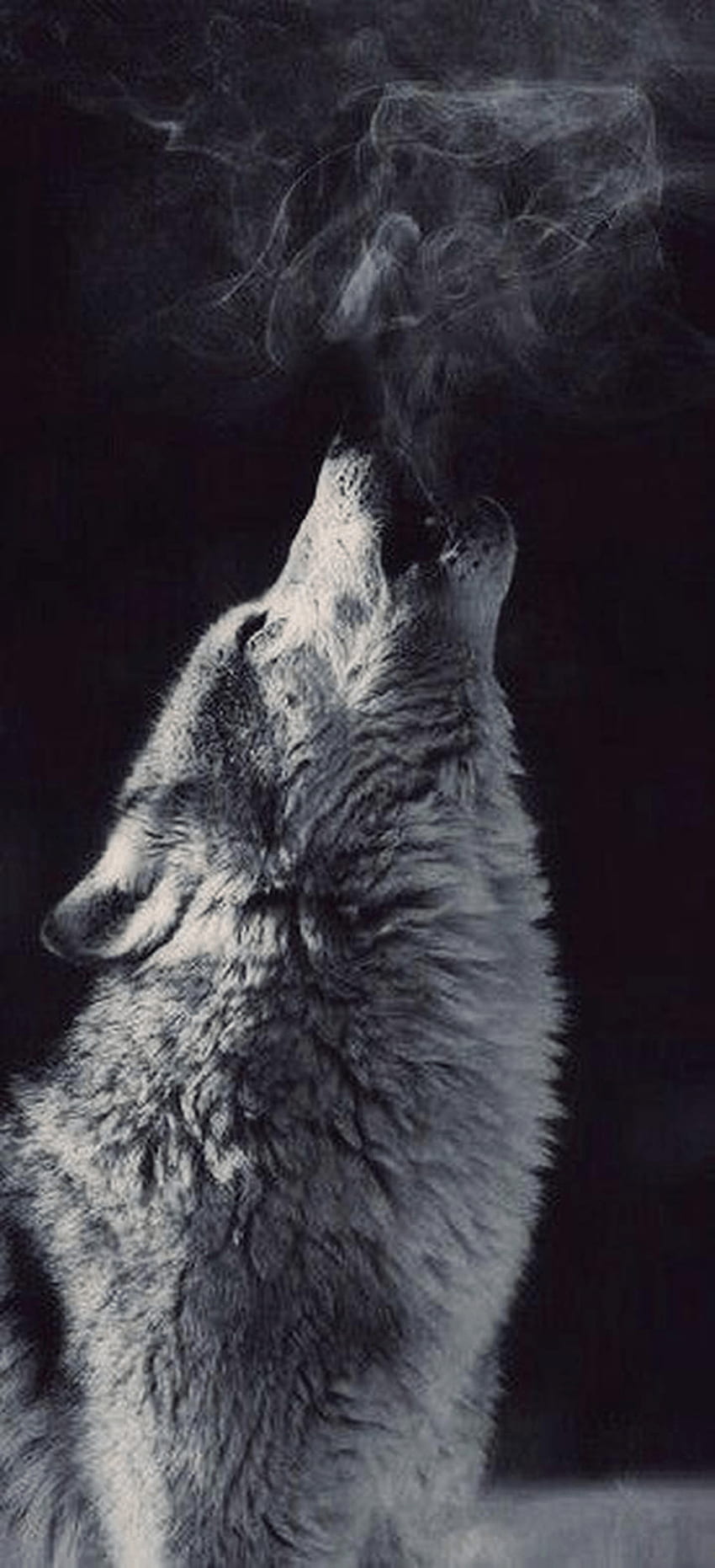 iPhone Aesthetic Black in 2020. Wolf spirit animal, Animals beautiful, Animals HD phone wallpaper