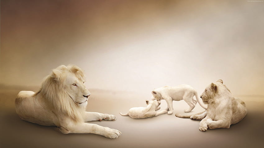 León blanco, familia de leones, blanco, animales - alta resolución fondo de  pantalla | Pxfuel