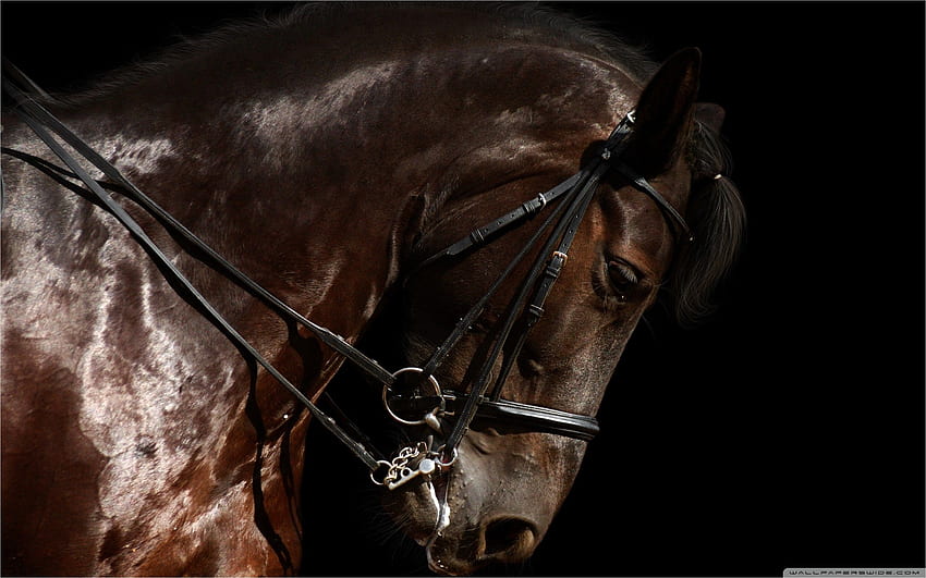 Brown Horse Head - VIP, Horse Face HD wallpaper