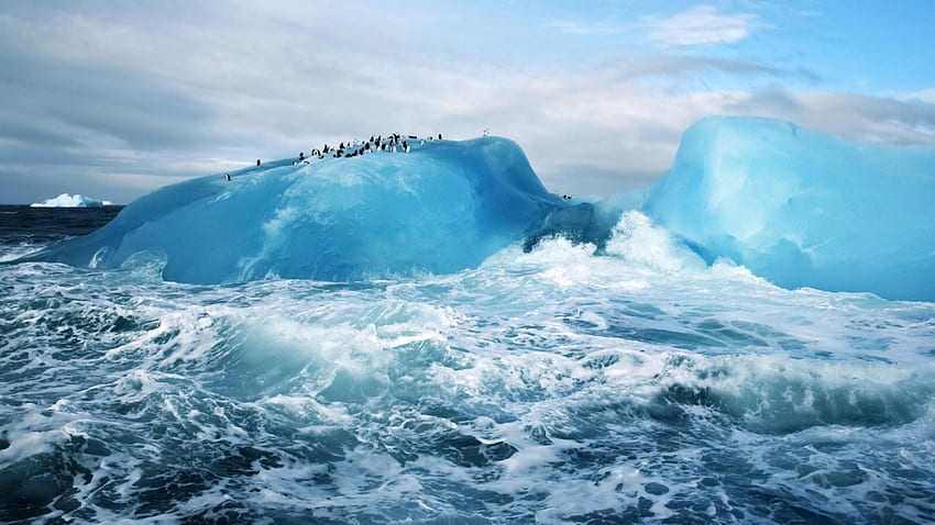 ความสนุกของเพนกวิน ธรรมชาติ น้ำแข็ง มหาสมุทร เพนกวิน วอลล์เปเปอร์ HD