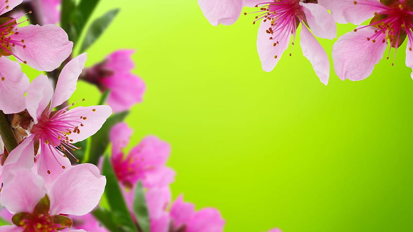 Beautiful flower for full screen HD wallpapers | Pxfuel